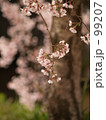枝垂れ桜