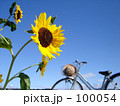 向日葵と自転車2