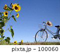 向日葵と自転車7