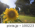 花 向日葵 木