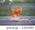 金魚*