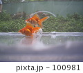金魚２ぴき*