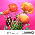 ラナンキュラス*