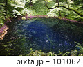 素材ナンバー 101062 : 「白神山地　十二湖　青池１」