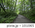 素材ナンバー 101065 : 「白神山地　山道」