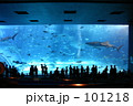 素材ナンバー 101218 : 「美ら海水族館」