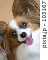 犬