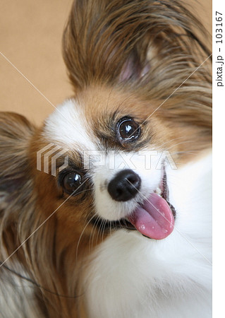 犬 犬