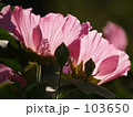 芙蓉