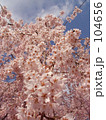 満開桜