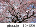 しだれ桜