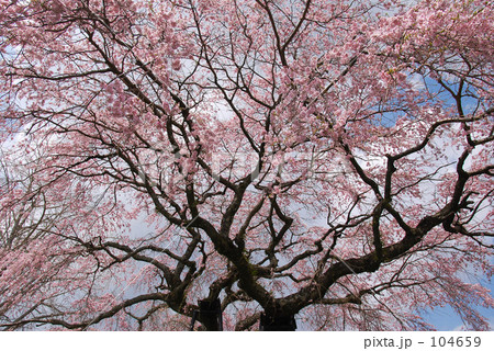 しだれ桜