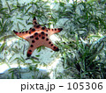 土器色のヒトデ