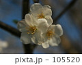 さくら