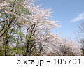 sakura10