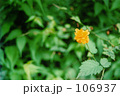 素材ナンバー 106937 : 「黄色の花」
