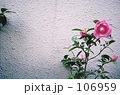 素材ナンバー 106959 : 「ピンク色の花」