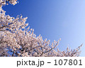 素材ナンバー 107801 : 「早朝の桜」