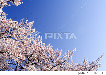早朝の桜