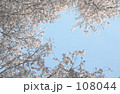 淡い桜