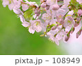 さくら　１