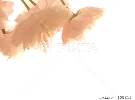 sakura sakura