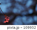 さくら。。。さくら。。。
