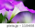 ペチュニア　Ⅱ