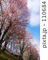 塩狩峠桜景