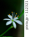 白い花