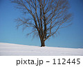 冬の哲学の木