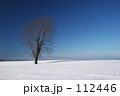 冬の哲学の木