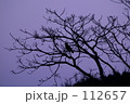 幻想的な夜