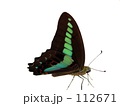 アオズジアゲハ