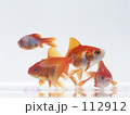 金魚