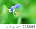 蜂と露草