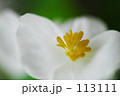 白いベゴニア　Ⅱ