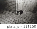 上野のネコ