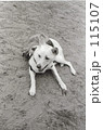 DOG`s SUMMER