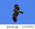 素材ナンバー 115453 : 「HAWK」