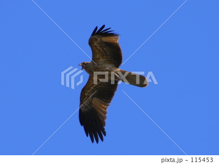 HAWK HAWK
