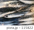 漁港のトビウオ