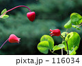 てっせん