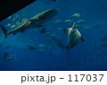 沖縄の色。