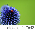 ヒゴタイにぽっちりテントウ虫2