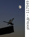 DRAGON"FLY" me to the moon.
