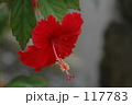 沖縄の色。