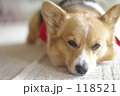 118521