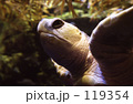 素材ナンバー 119354 : 「かめ」