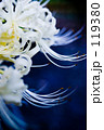 White spider lily 3